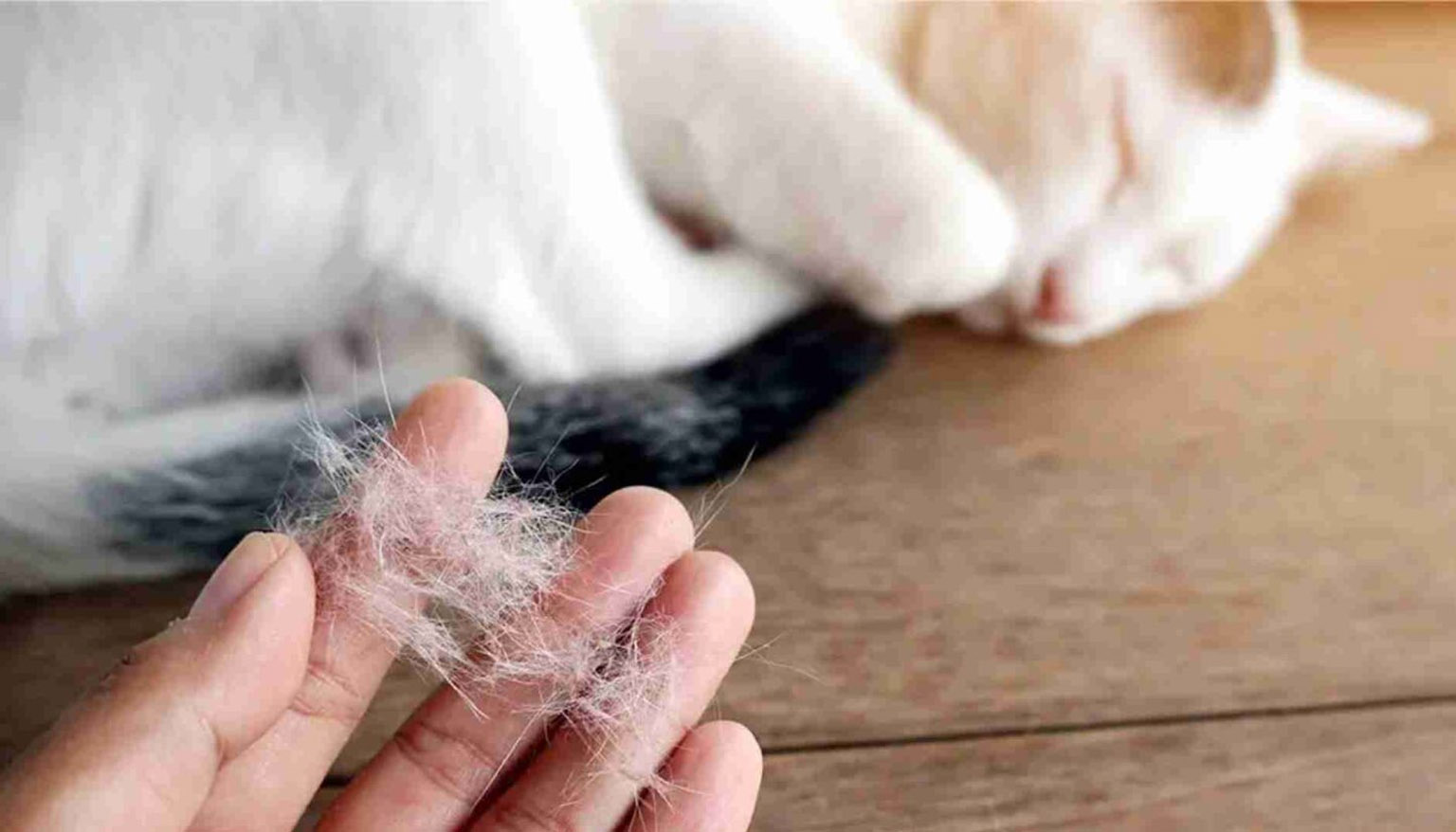 Varför tappar min katt så mycket?