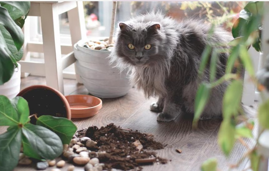 Varför katter slår saker från bord (och vad de verkligen tänker)