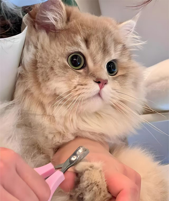 Cat Grooming Products: Håll din kattunge ren och bekväm